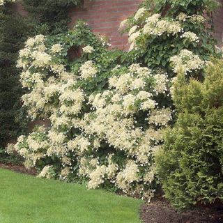 Climbing hydrangea