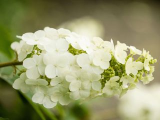 white plume of Hydrangea quercifolia 'Snow Queen'