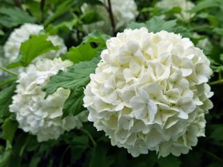 white Hydrangea arborescens 'Annabelle' blooms