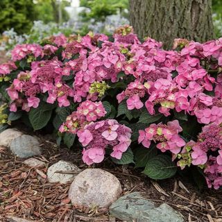 Brighter Blooms - Endless Summer Pop Star Large-leaved Hydrangea