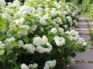 white hydrangeas along garden path