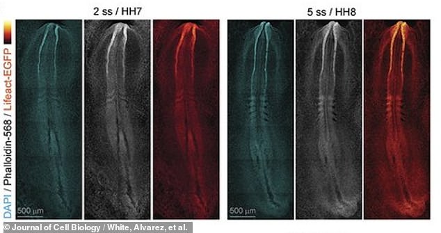 The researchers - molecular bioscientists from the University of Queensland in Australia - report that these new videos could soon help modern medicine understand congenital birth defects and how to correct them. Above, stills of the embryo's early spinal column and brain formation