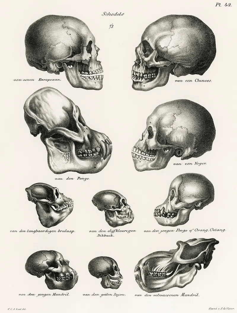 Illustration of several primate skulls, including that of humans, with comparative anatomy from the time of human origins.