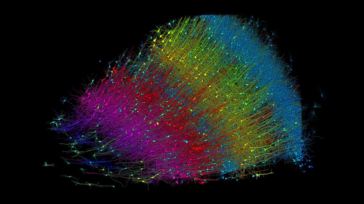 Colorful, rainbow colored rendering of thousands of neurons from a brain sample that have been assembled in a map