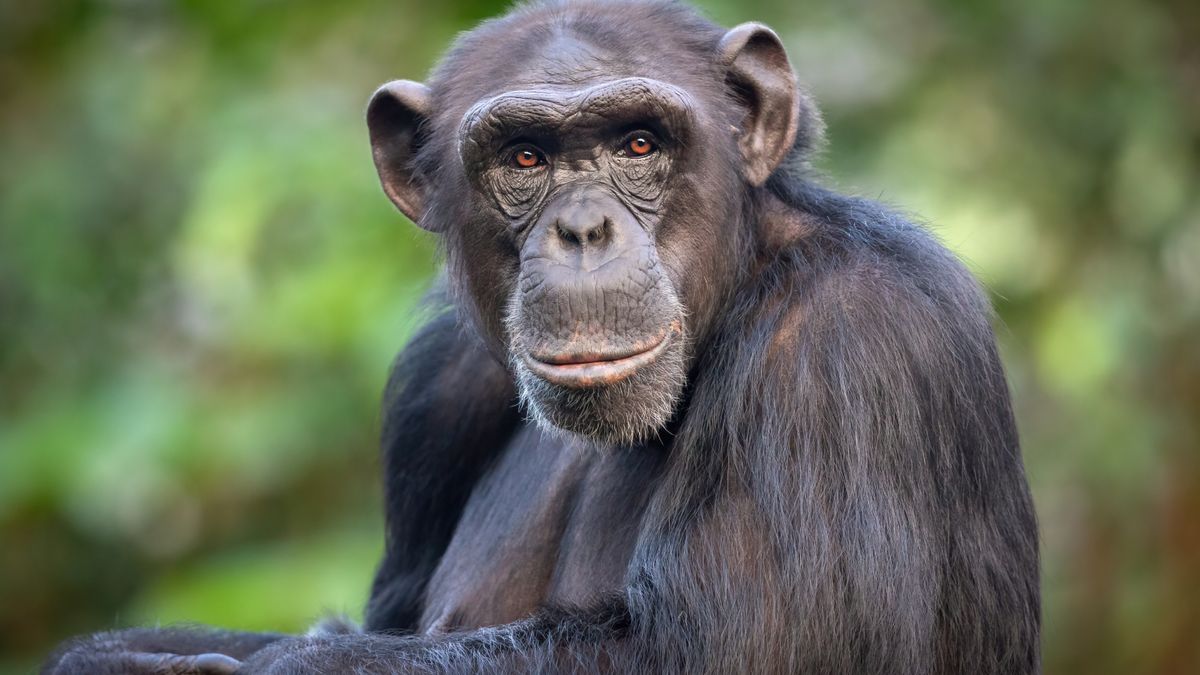 Portrait of a male common chimpanzee (Pan troglodytes).