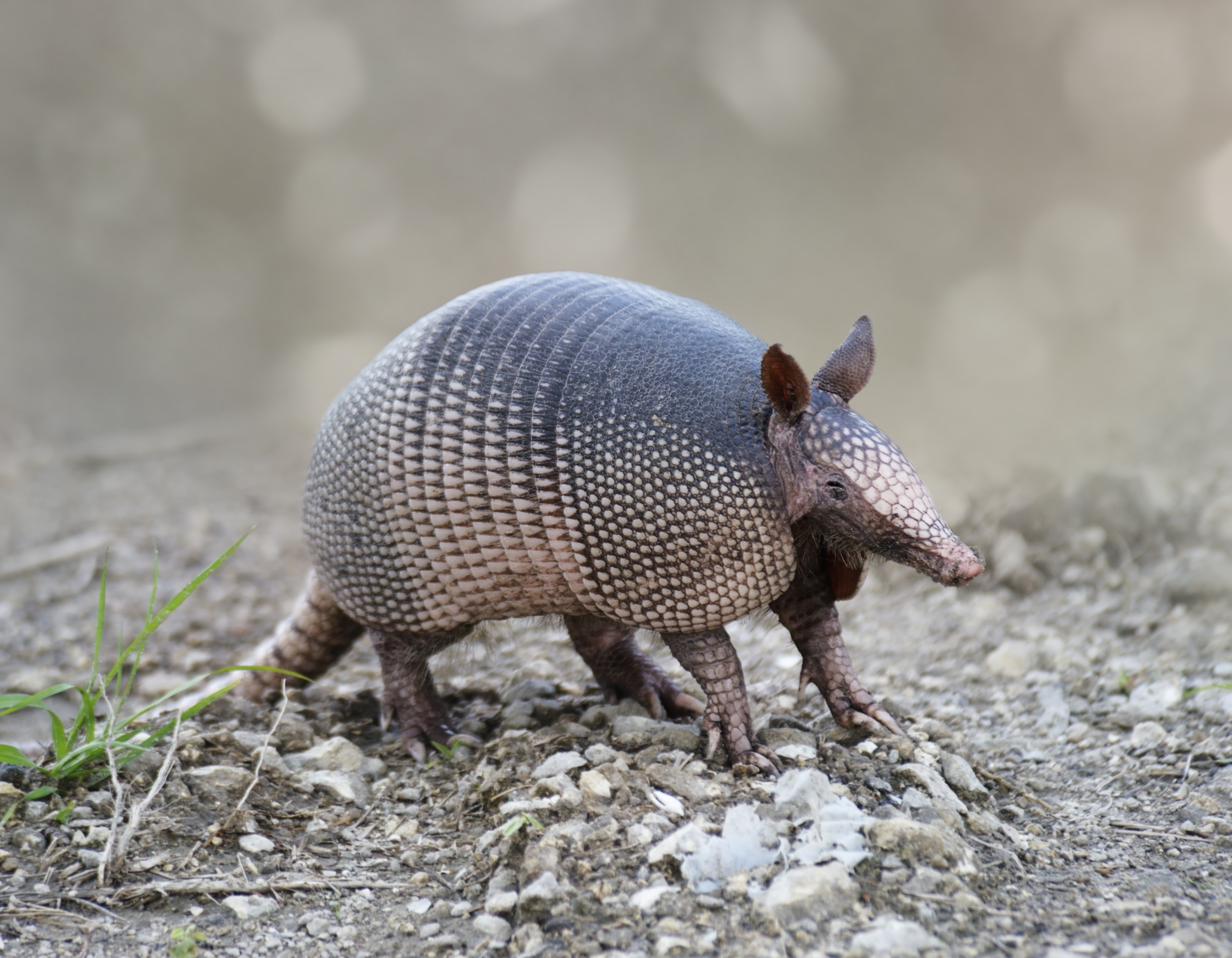 NINE-BANDED ARMADILLO