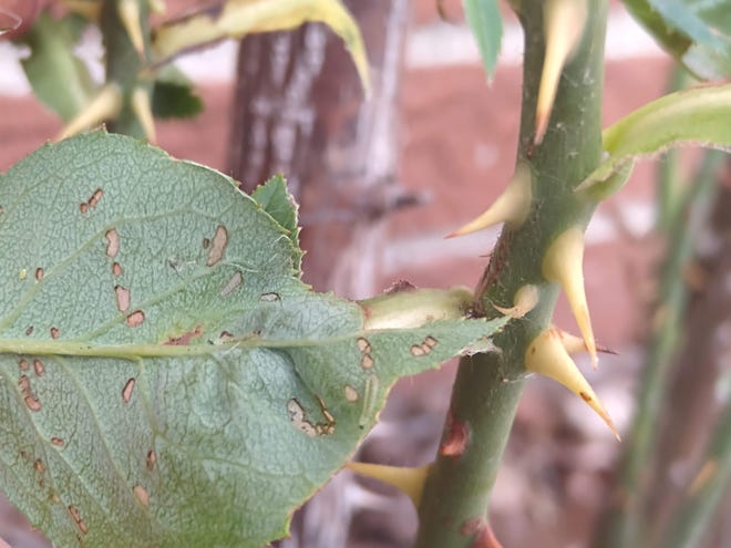 A small sawfly larva is seen resting on the vein of a leaf.