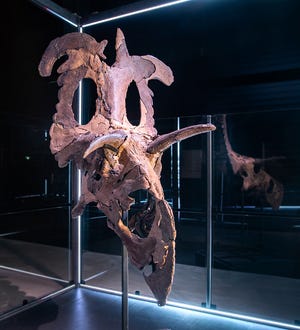 The reconstructed skull of a new dinosaur species, Lokiceratops, is on display at a museum in Denmark after it was assembled, identified and named by a team of researchers led by Colorado State University faculty member Joseph Sertich and University professor Mark Loewen of Utah.