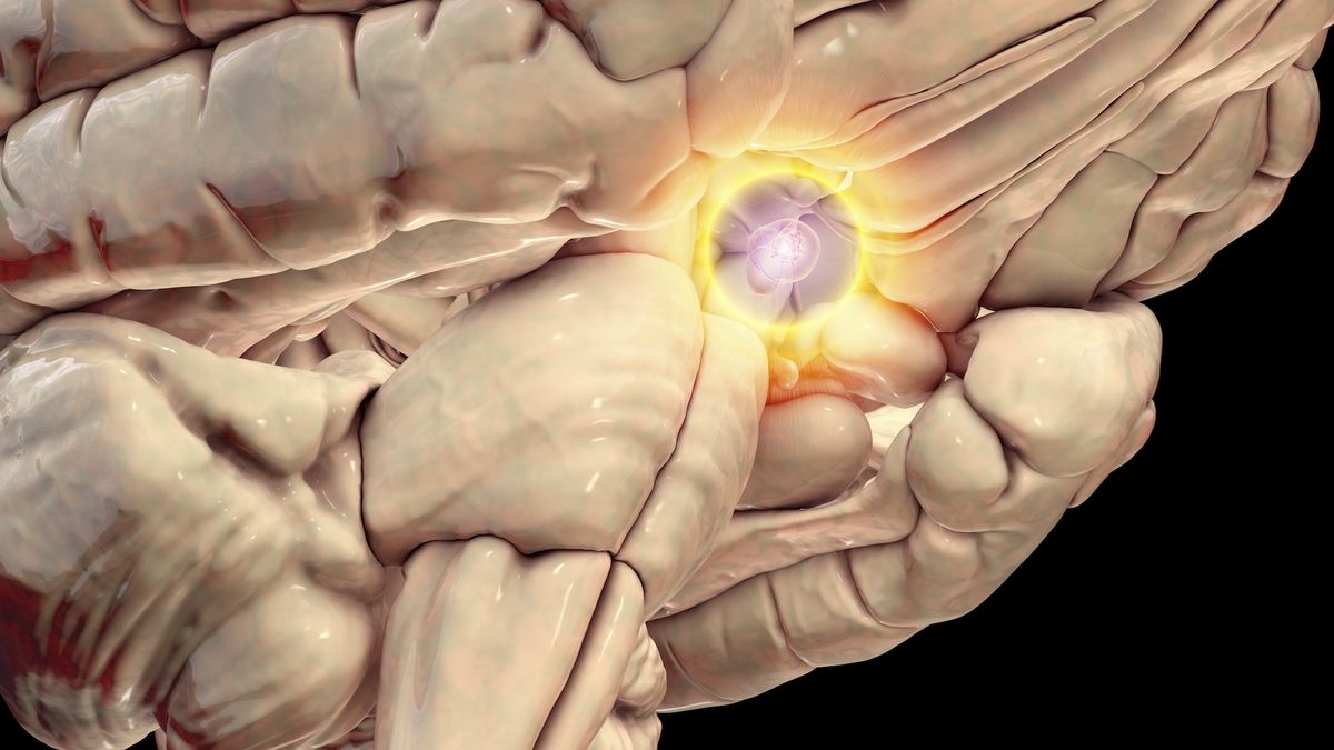 A close up on a diagram of the bottom of the human brain with a yellow circle highlighting the location of the pituitary gland