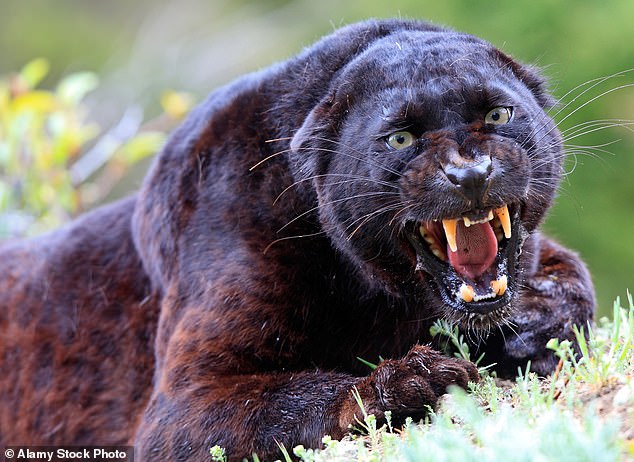 Scientists say they have found definitive evidence that a leopard is prowling the Lake District - after comparing the DNA of a dead sheep with a non-native big cat (stock image)