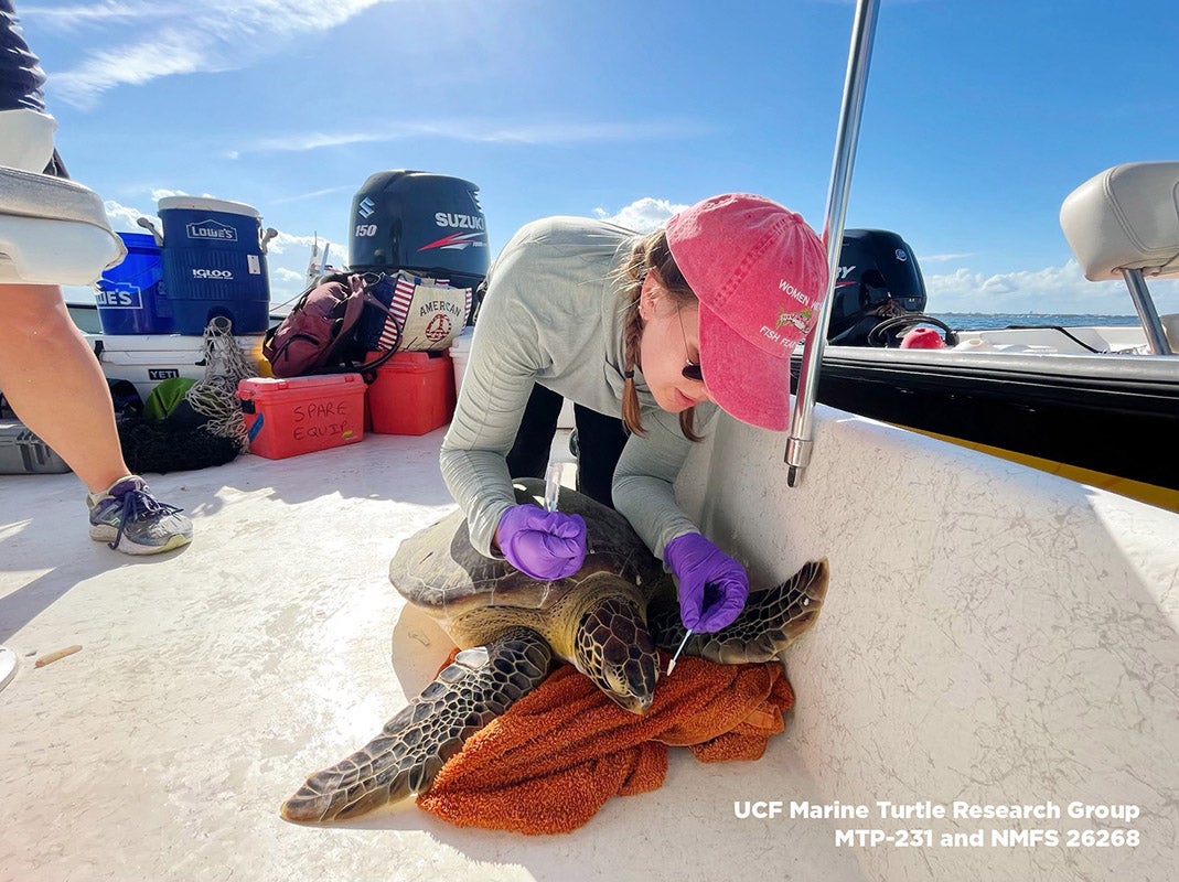 Julianna Martin, a UCF Ph.D. student working with biologist Bob Fitak, carefully collects a turtles tear sample for testing for magnetic bacteria while on a boat.