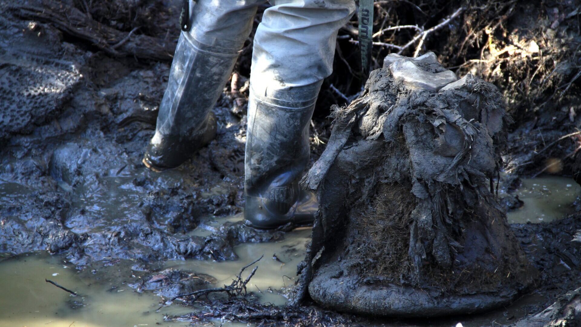 A well-preserved mammoth foot, in which scientists found preserved mammoth chromosomes.