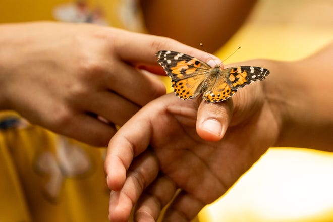 A Painted Lady butterfly visits children at the Tenafly Nature Center in Tenafly, New Jersey on July 5, 2024.